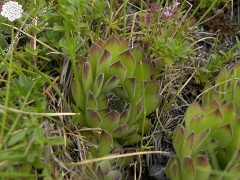 kosaninii from Vreteno