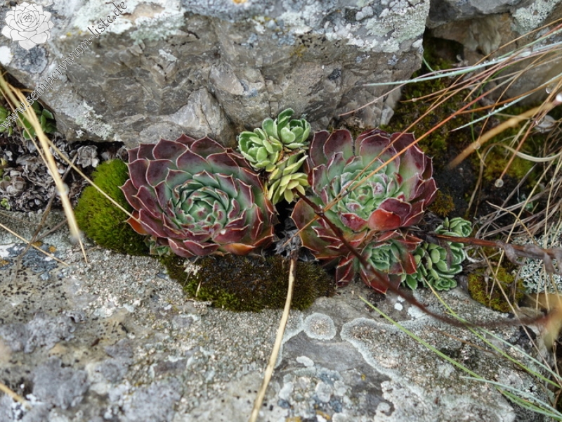 heuffelii from Pliješ Mt
