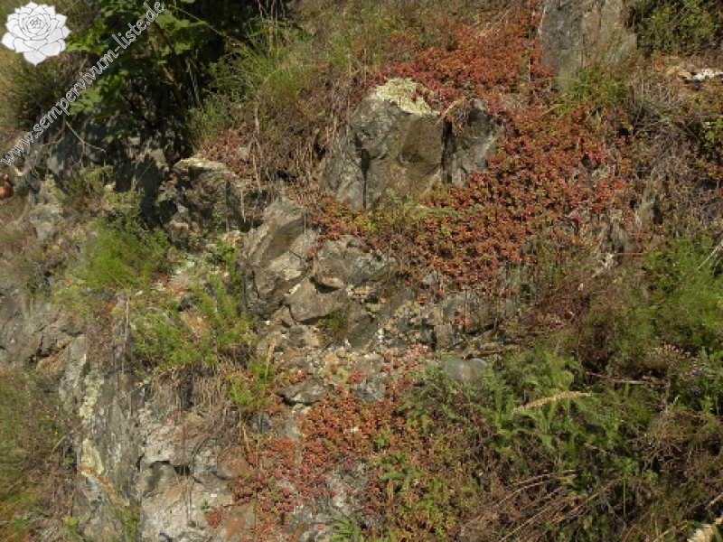 ciliosum ssp. ciliosum (borisii) from Kokalyane