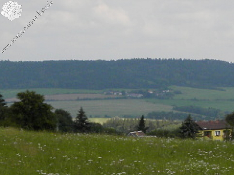 globiferum ssp. globiferum from Kozelka