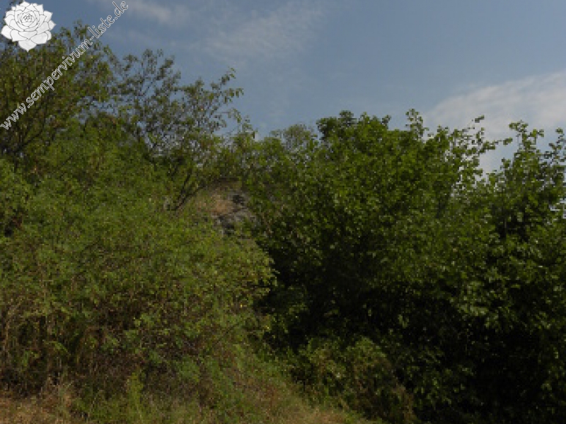 globiferum ssp. globiferum from Podhorní vrch