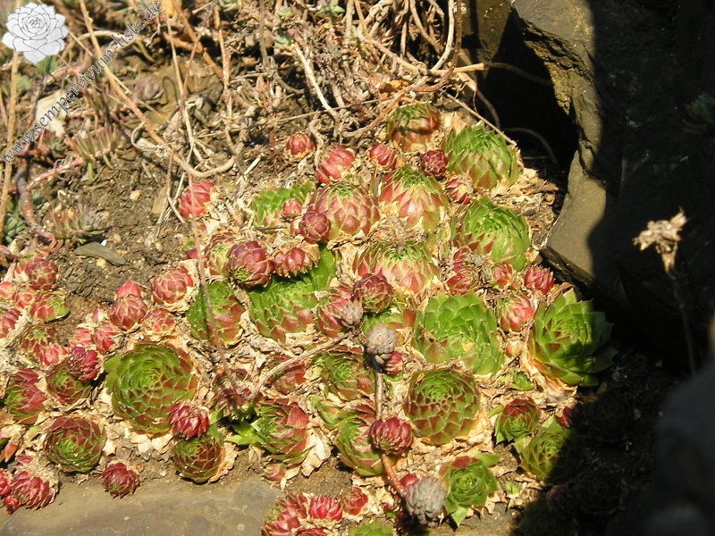globiferum ssp. globiferum from Plasy, Eisenbahn