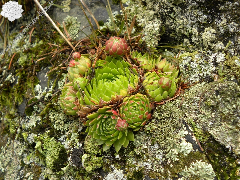 globiferum ssp. globiferum from Fluss Teplá, PR Údolí Teplé