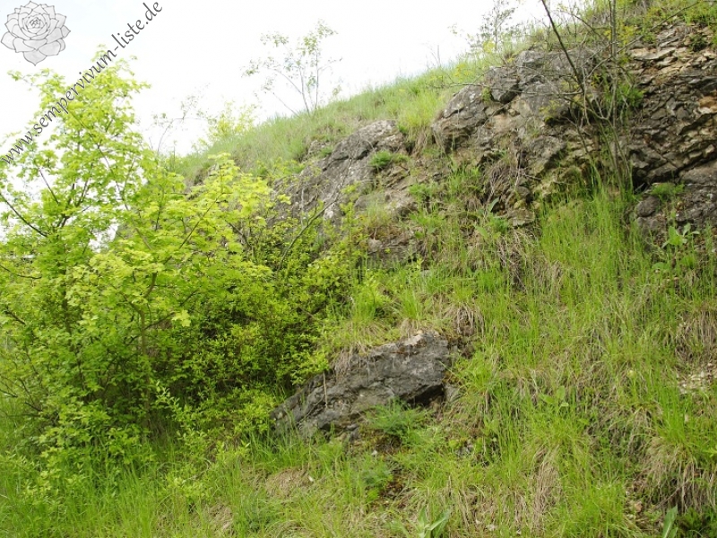 globiferum ssp. globiferum from Srbsko, Steinbruch Na Chlumu
