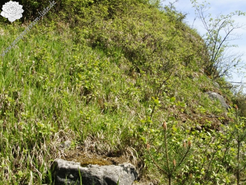 globiferum ssp. globiferum from Sušice, über der Tankstelle