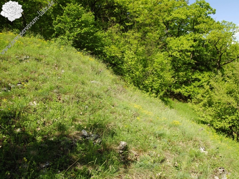 globiferum ssp. globiferum from Koda