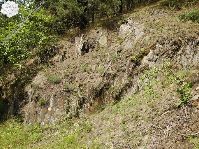 globiferum ssp. globiferum from Straße Chyše nach Čichořice