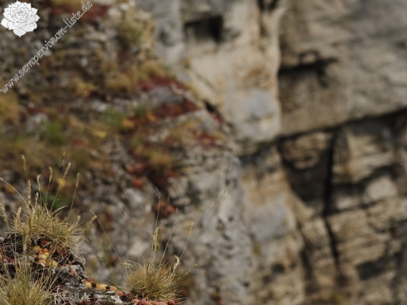 globiferum ssp. globiferum from Koněprusy, Jelínkův most