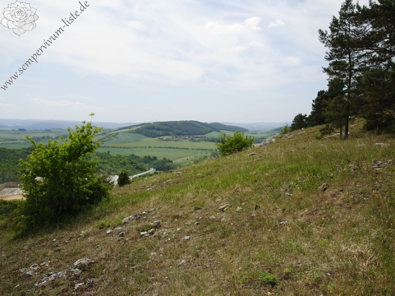 globiferum ssp. globiferum from Koněprusy, Zlatý kůň