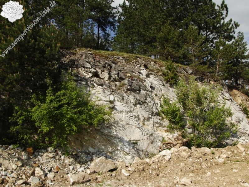 globiferum ssp. globiferum from Hejná, Radvanka