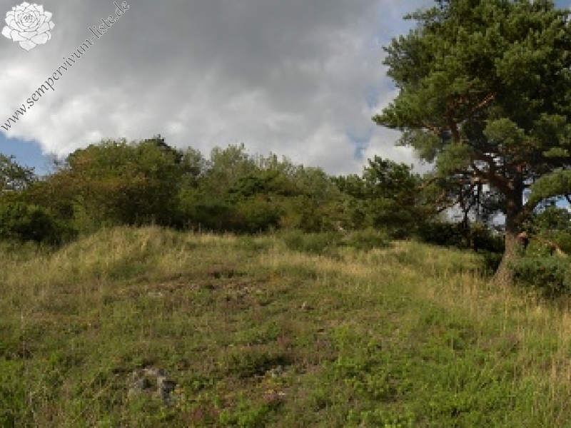 globiferum ssp. globiferum from Branišovský vrch