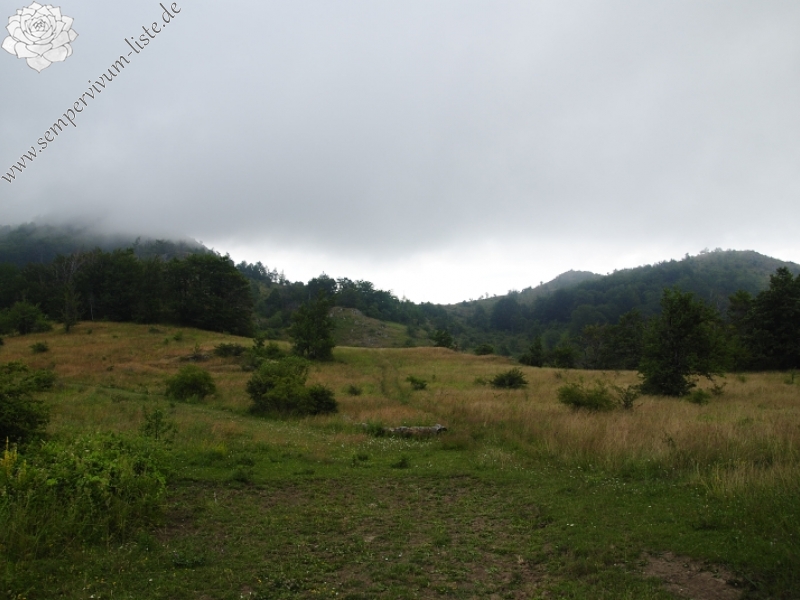 heuffelii from Sattel zwischen Sokolov vis und Veliki krš