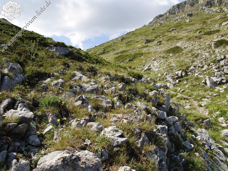 ciliosum ssp. ciliosum (galicicum) from Tepeno, östl. Abhang