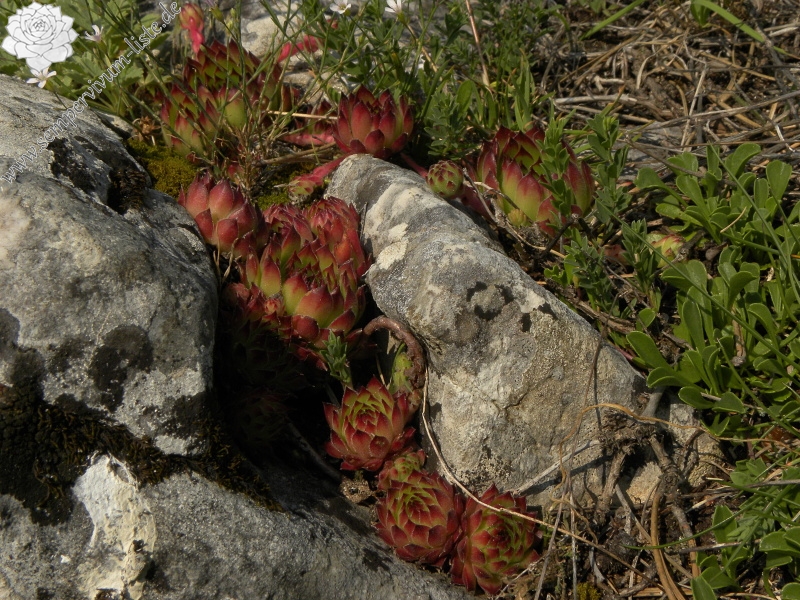 marmoreum from Ćurovac, S Abhang