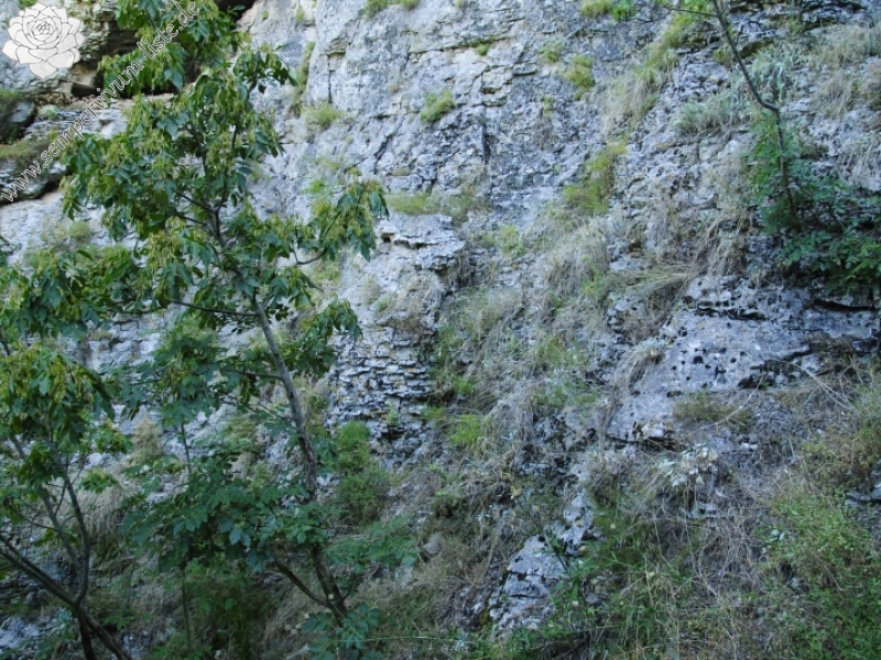 heuffelii from Prohodna