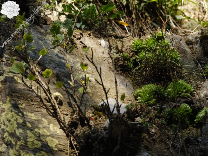 globiferum ssp. globiferum from Manětín, Vuršův mlýn