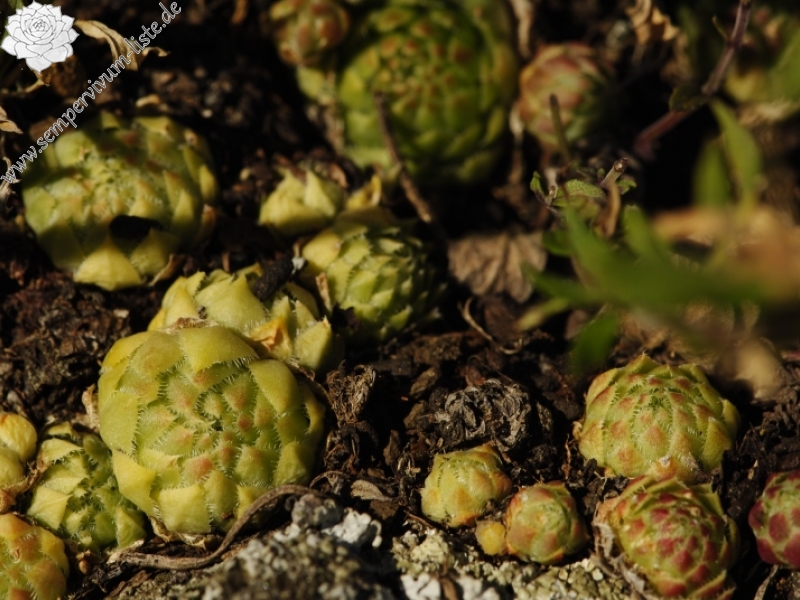 globiferum ssp. globiferum from Trubínský vrch