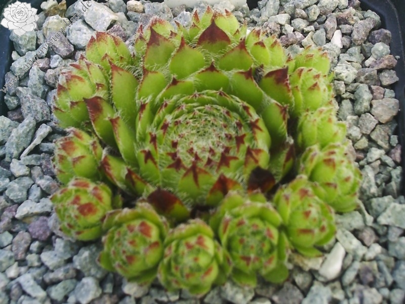 fimbriatum