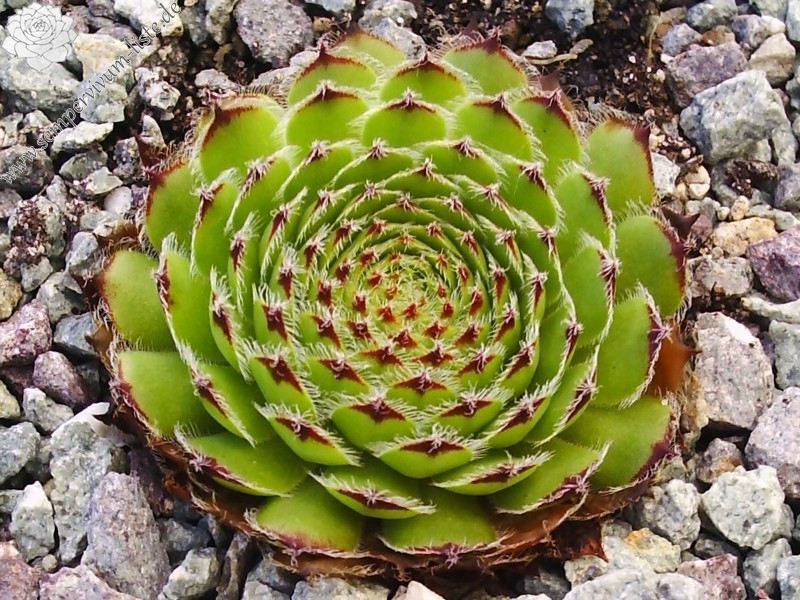 fimbriatum