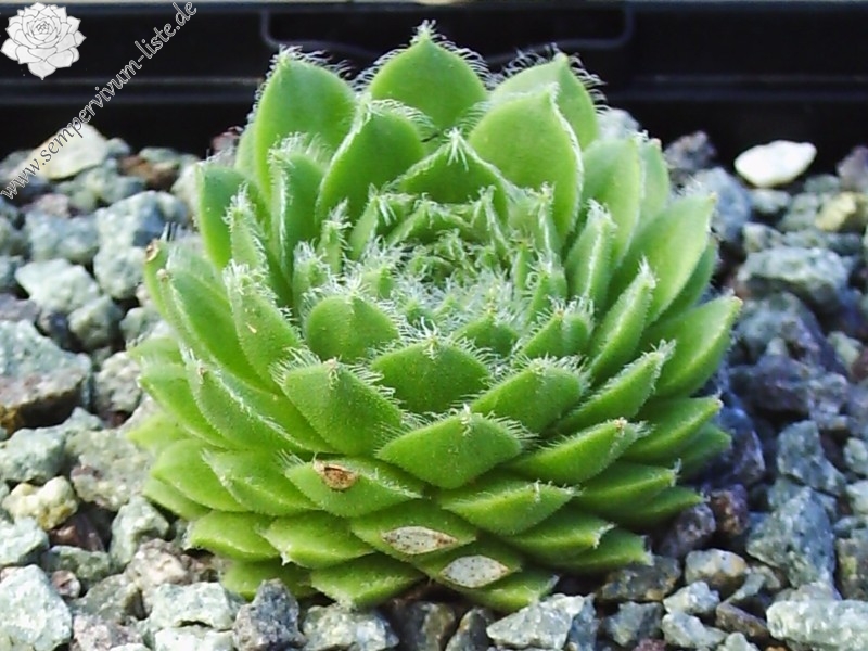 Kannos Cobweb