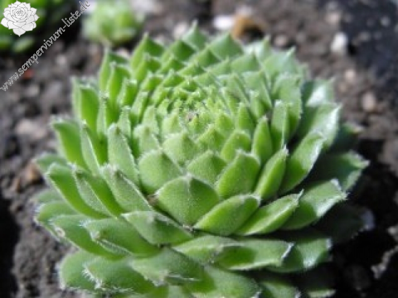 fauconnetii (x fontanae)