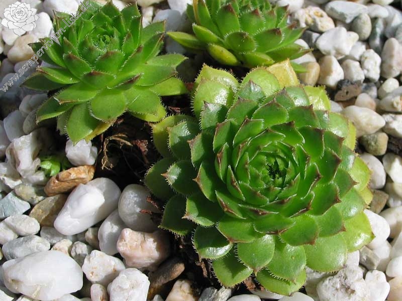 glabrifolium cf. from road Artvin to Verzirkoey
