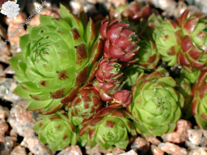 globiferum ssp. hirtum from Falkenstein