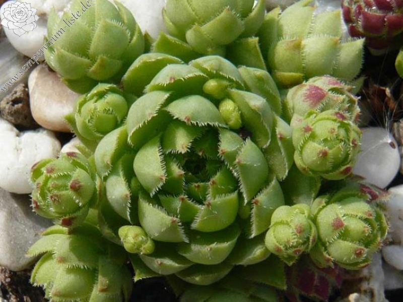 globiferum ssp. hirtum from Vysoke Tatry