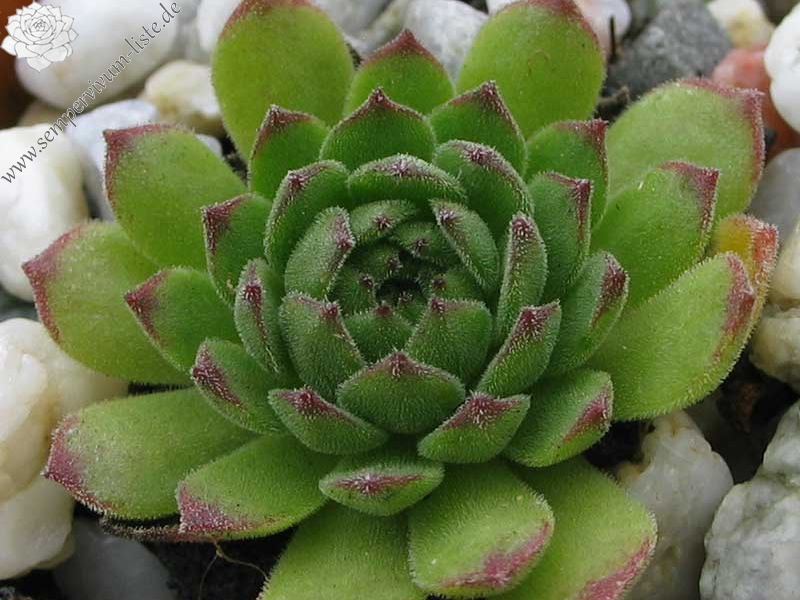 kiusianum
