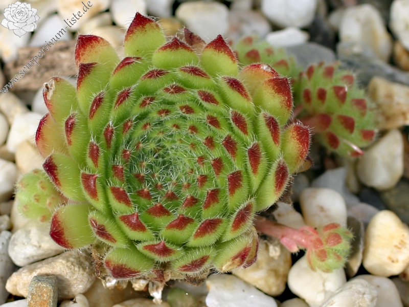 leucanthum (kindingeri)