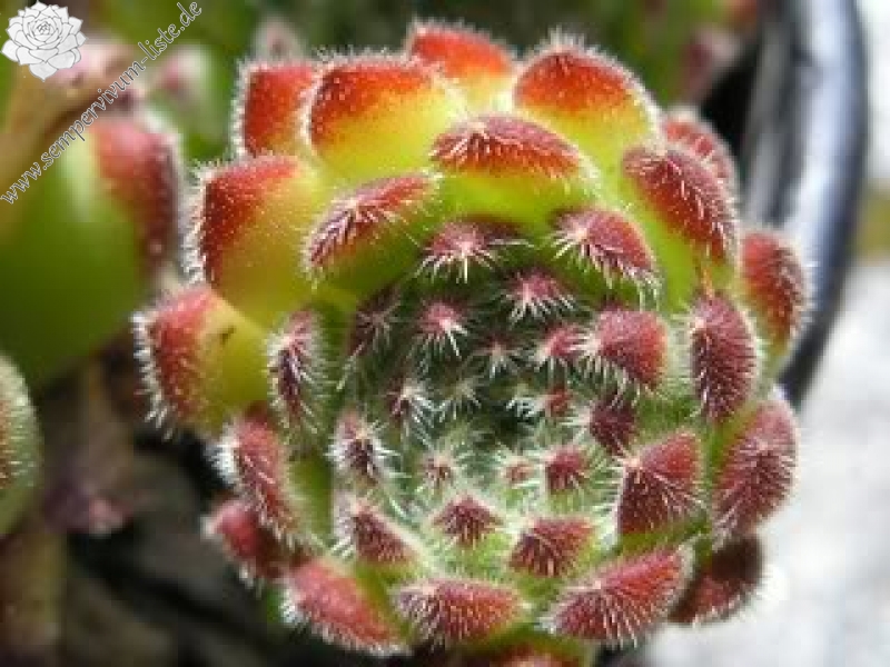 leucanthum from Pastra