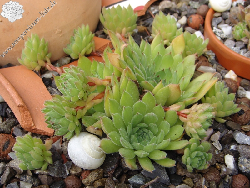 marmoreum (stoloniferum)