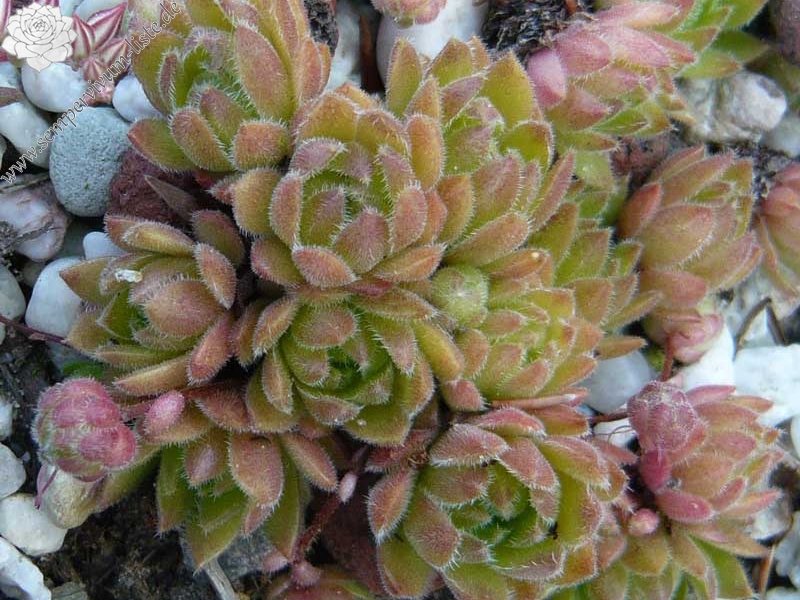 pumilum from Tahir Pass