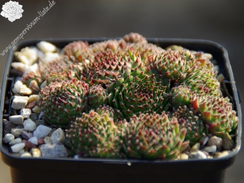 fimbriatum
