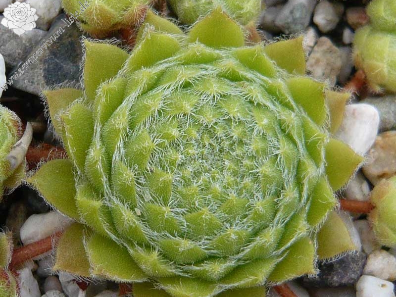 Kannos Cobweb