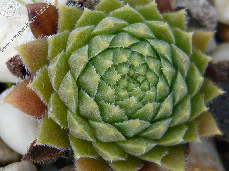 pumilum from Kasbek