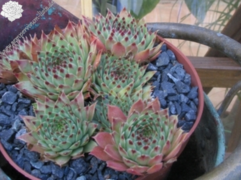 calcareum from Céüse (Typ nanus) 2