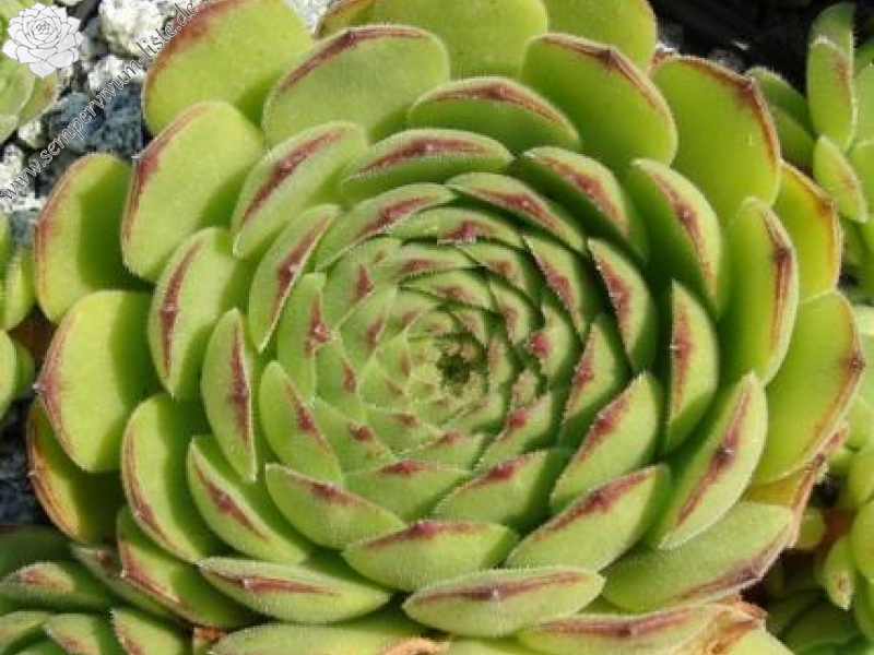 sp. from Nemrut Dagh