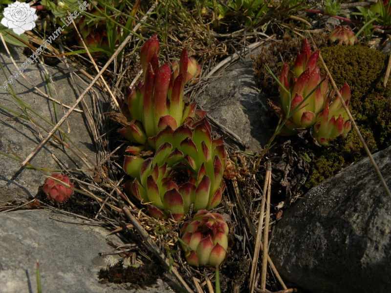 marmoreum from Ćurovac, S Abhang