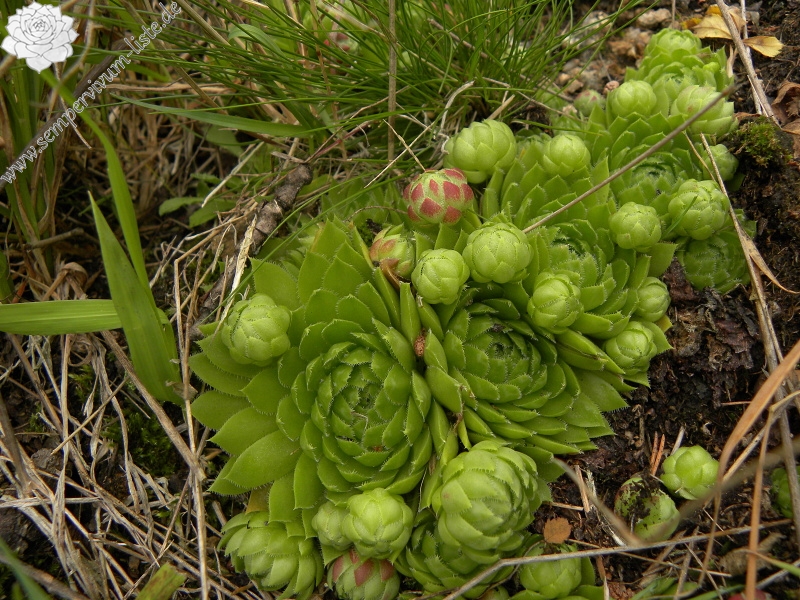 globiferum ssp. globiferum from Bečov nad Teplou, Zlatý vrch
