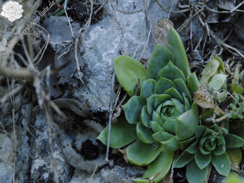 heuffelii from Prohodna