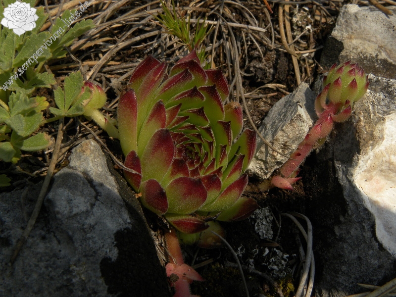 marmoreum from Ćurovac, S Abhang