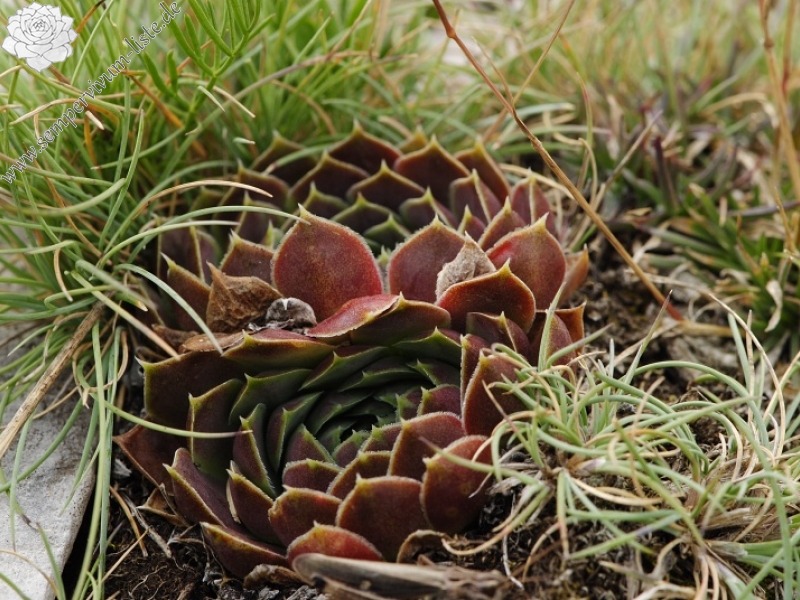 heuffelii from Smrdlivi virovi, Gipfel