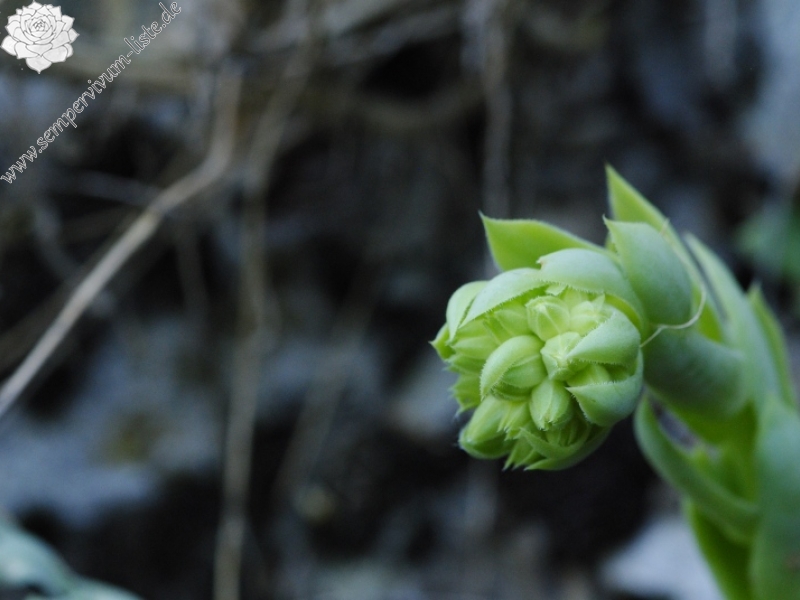 heuffelii from Prohodna