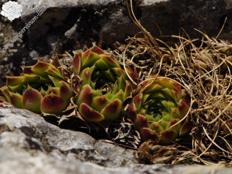 heuffelii from Yagodina, Ushite