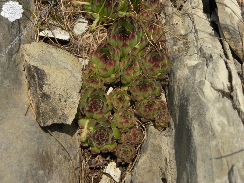 marmoreum from Mliječni do