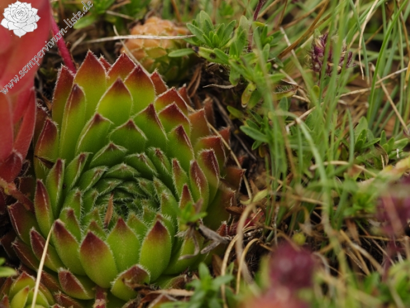 sp. from Bijak Dorok, O Abhang