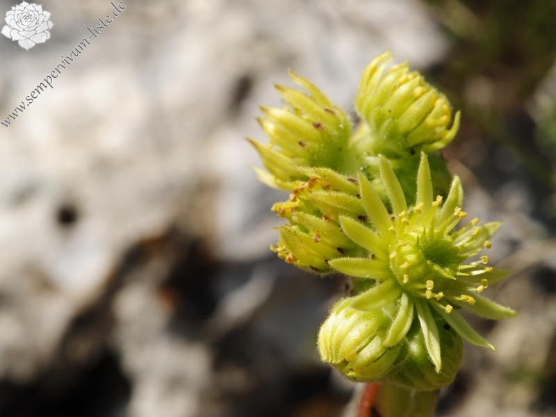 ciliosum ssp. ciliosum (galicicum) from Tepeno, Tafel