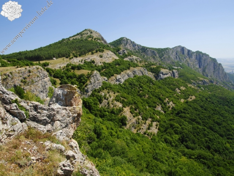 heuffelii from Garvanec