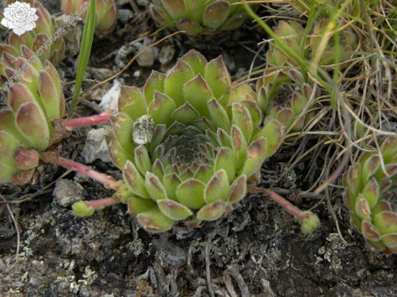 kosaninii from Vreteno